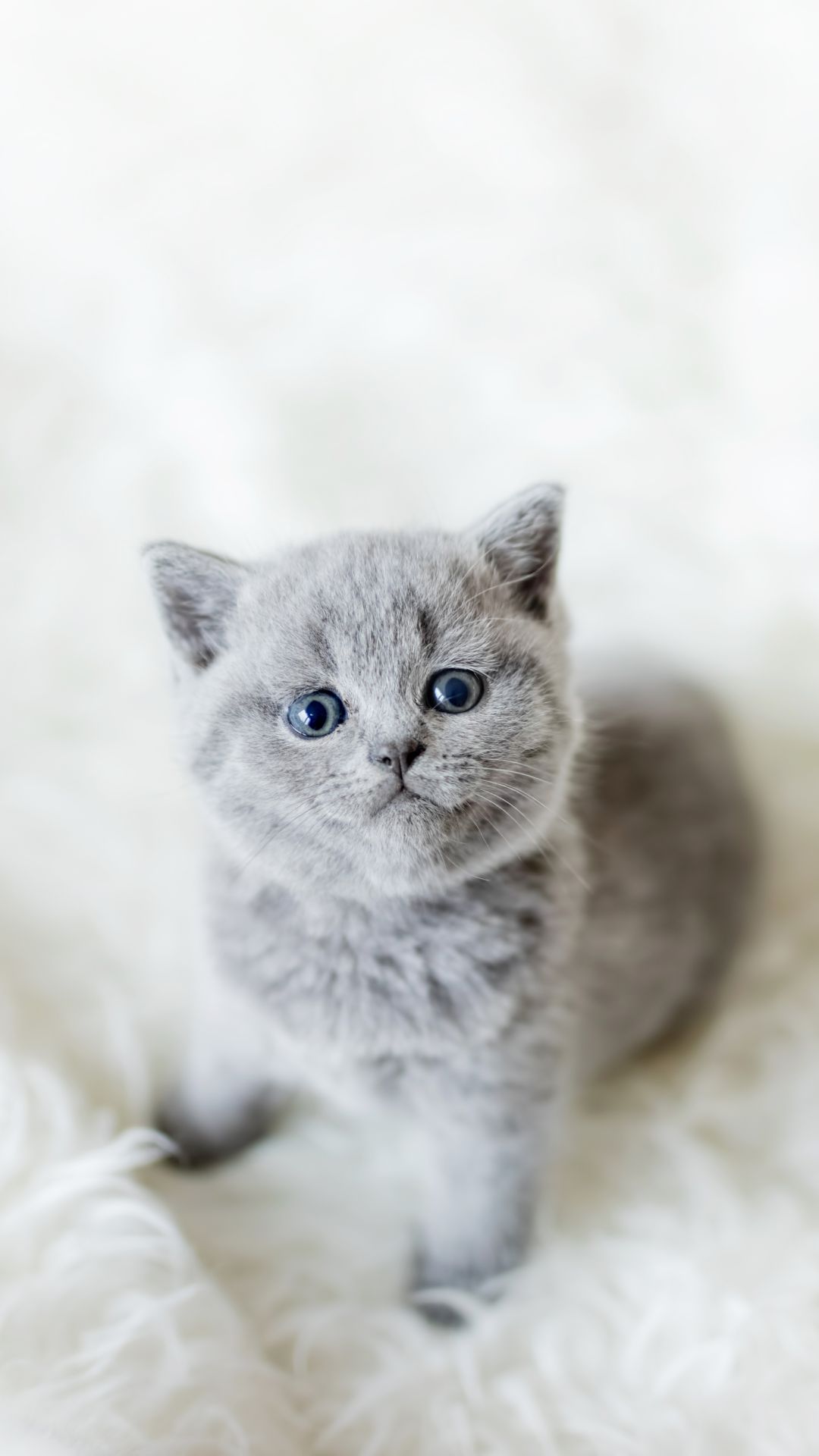 Cute Cat Wallpaper For Mobile Phone (4)