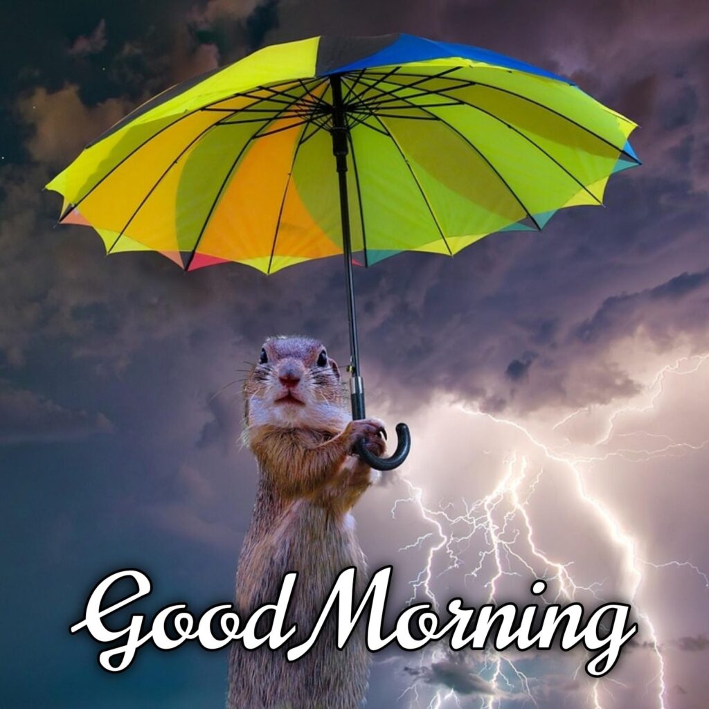35 Perfect Good Morning Wishes For A Rainy Day - 2023