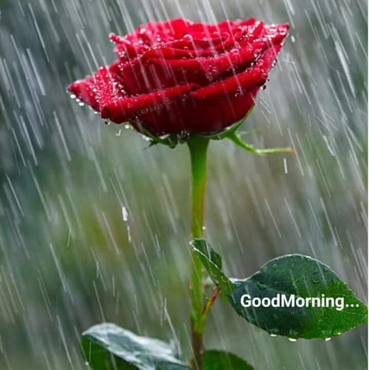 Perfect Good Morning Wishes For A Rainy Day 11