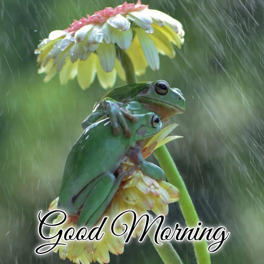 An Outstanding Compilation Of Rainy Good Morning Images In Full K Resolution