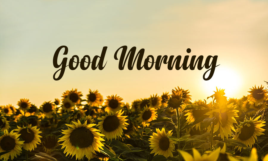 Good Morning Wishes Messages Quotes Status