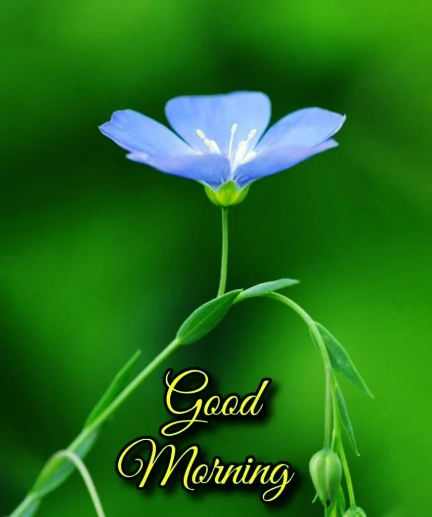 Cool Good morning image with flower new look