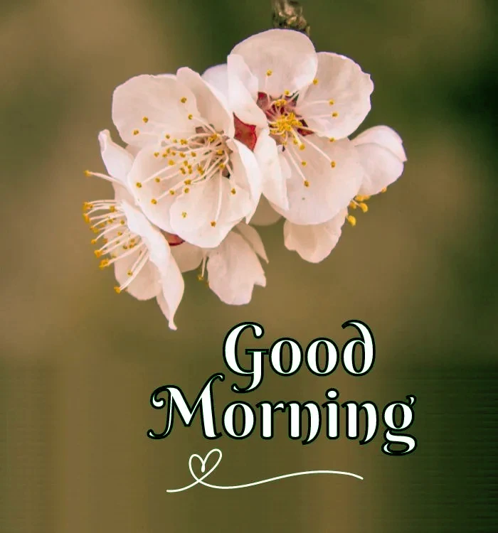 new style new latest new good morning image