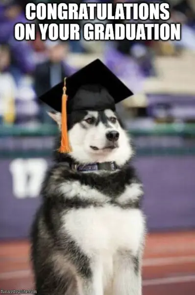 Congratulations on your graduation Dog graduation Congratulations meme