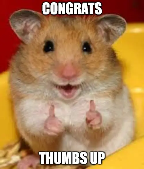 congrats Thumbs up hamster Congratulations meme