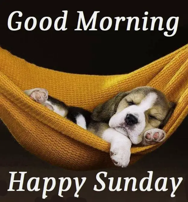 Good Morning Happy sunday image with dog
