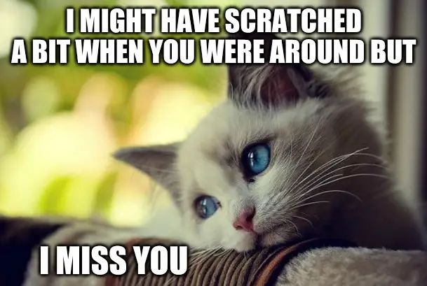 I might have scratched a a bit when you were around but I miss you