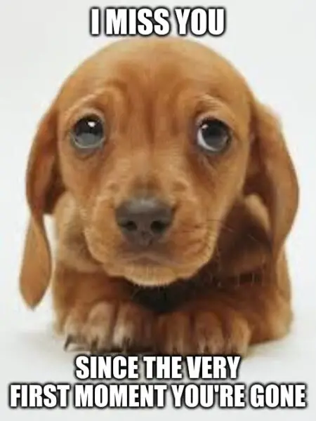 Sad Puppy Misses you already meme