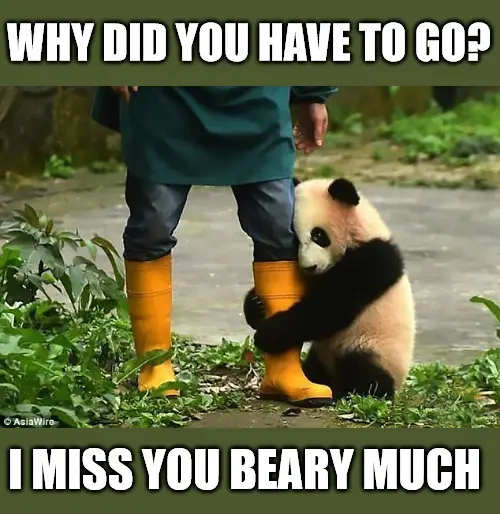 Why did you have to go miss you beary much
