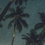 Palm Trees Stars by Elina Sazonova