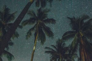Palm Trees Stars by Elina Sazonova