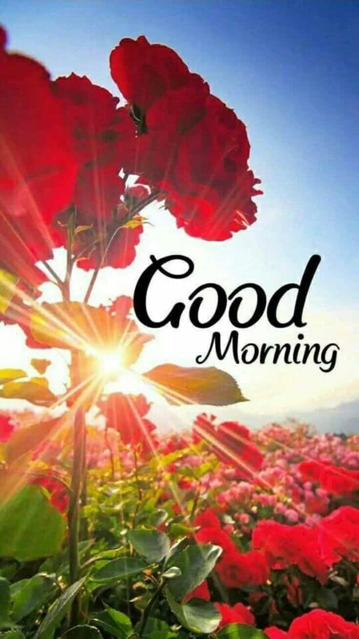 GOOD MORNING LOVE STATUS AND . Morning quotes for friends Good morning flowers Good morning beautiful HD phone wallpaper