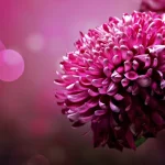 Chrysanthemum Purple Flowers Digital Art Wallpaper Chrysanthemum Purple Flowers Digital Art Wallpaper