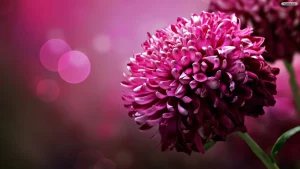 Chrysanthemum Purple Flowers Digital Art Wallpaper Chrysanthemum Purple Flowers Digital Art Wallpaper