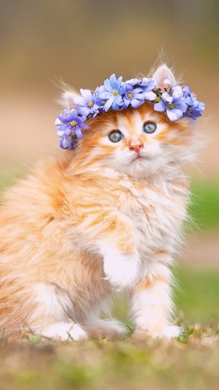 A charming orange kitten wearing a delicate flower crown, ready to brighten your mobile screen