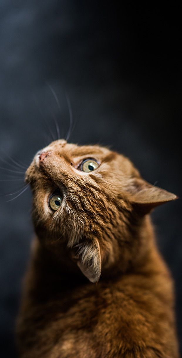 A close up of a cat with expressive eyes, perfect for a captivating mobile background.