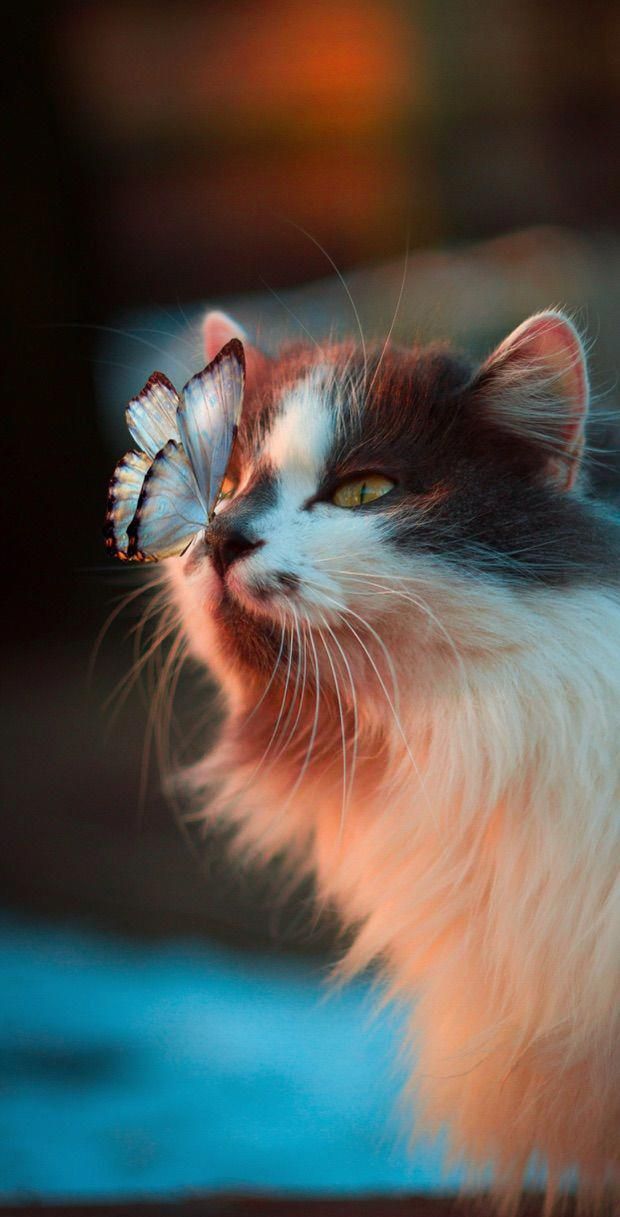 A curious cat gazing intently at a butterfly, capturing a moment of wonder