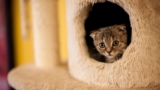 65+ Cute Cat Wallpaper for PC/Desktop