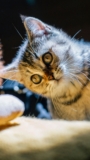 56+ Cute Cat Wallpaper HD For Mobile [Free Download]