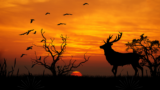 75+ Most Beautiful Desktop Wallpaper for your pc or Laptop 