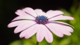 HD flower Wallpapers 1080p Full screen free Download for PC